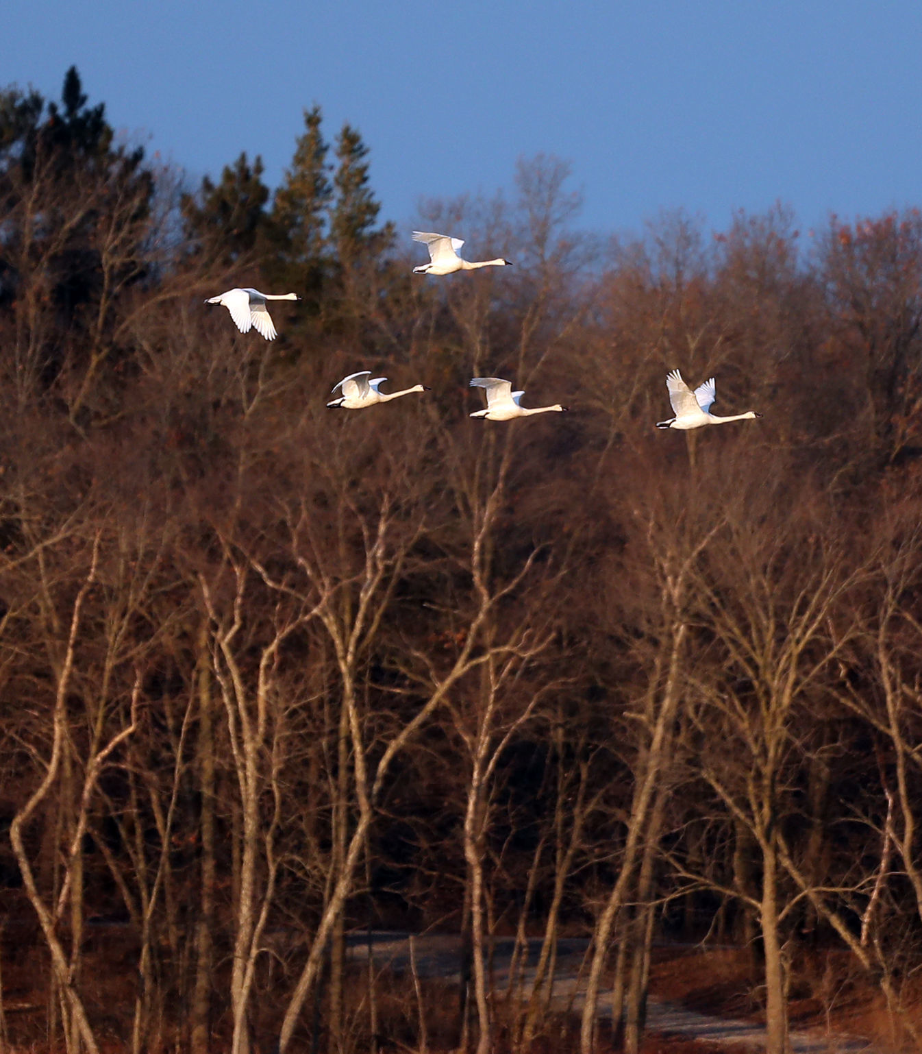 032120bp-wild-art-sweet-marsh-11